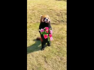 Только посмотрите как эта красная панда несёт цветочки