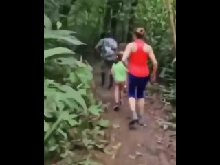 Семья гуляет по джунглям и получает сюрприз!