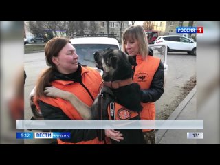 Четвероногие волонтёры - на службе у поискового отряда “ЛизаАлерт“