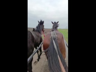 Конный двор “Кор-де-Баталь“ лошади Старый Осколtan video