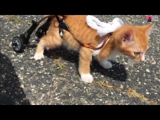 Крошечный парализированный котенок пробует свою новую инвалидную коляску и не может перестать приближаться