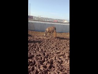 Видео от Дневник Фиби и Кари