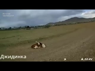 Житель Бурятии разогнал дроном агрессивных собак, напавших на теленка