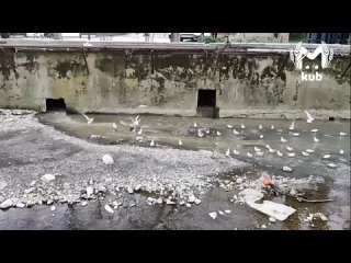 Водоканал сливает канализационные отходы в реку Псахе в Сочи. Несколько месяцев у пляжа “Кукуруза“ стоит непередаваемый аромат
