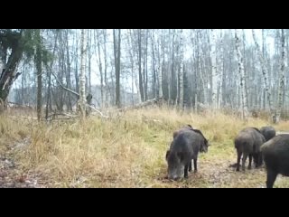 🐗И ещё немного о самостоятельности московских животных

Кабаны в “Лосином острове“ перешли на естественное питание, подкармливат