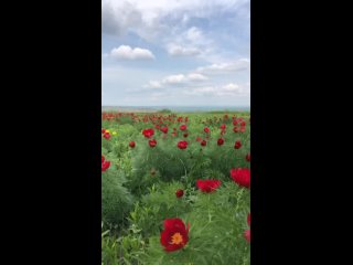 Video by Лютики-Цвето4ки