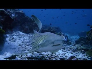 Leopard Shark in Numchai Bay | Diving in the Similans, Thailand