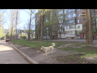 Нижегородцы решают собачью проблему