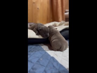 Video by My Felicity American Bully