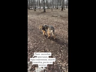 Video by Приют Некрасовка. Сектор 1, часть А