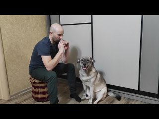 Волонтер ДЦ “Собаковод“ со своей собачкой Соней изучают новый трюк