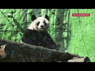 Московский зоопарк раскрыл тайну размножения панд