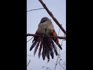 🦅Африканская шпорцевая кукушка