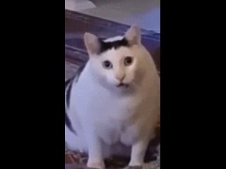 huh-cat-huh-m4rtin.mp4