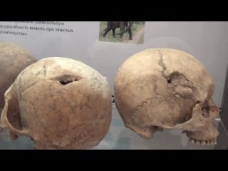 Пробитые черепа воинов на выставке в Донской кунсткамере