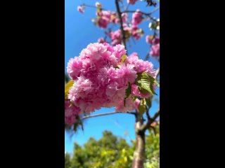 В Сухуме цветёт сакура