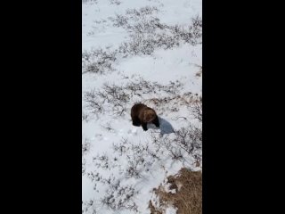 На Парамушире гуляет медведь