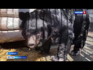 В зоопарке Челябинска умер гималайский медведь Харитон