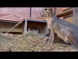 В Ростовском зоопарке самки патагонской мары стали мамами.