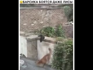 Барсика боятся даже лисы