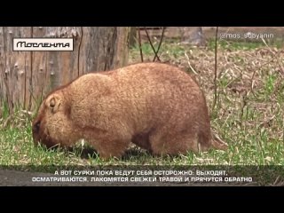 Звери из Московского зоопарка начали выходить из зимней спячки