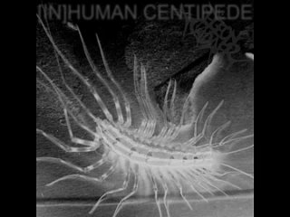 Pigeon Cadaver - (In)Human Centipede