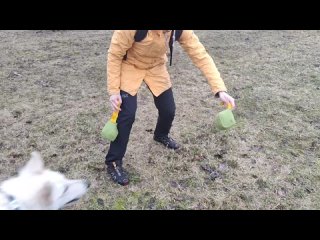 Video by Доступные игрушки для собак
