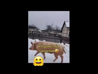 Видео от Дмитрия Никиткина