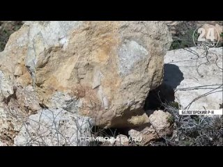 Крымский палеонтолог нашёл останки морского обитателя, возраст которого примерно 145 млн лет