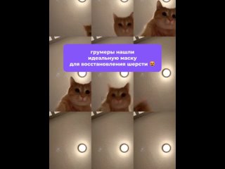 Видео от ProAnimal/pamilee — косметика для собак и кошек