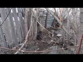Видео от Фонд помощи “Сердце питбуля“. Челябинск.