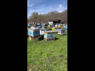 Video by Малыгинские пчёлы | Мёд и другие пчелопродукты