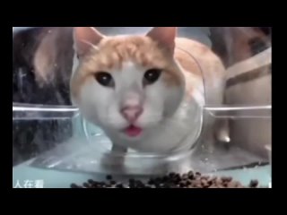 Кот ест корм и смотрит на камеру - мем, шаблон.mp4