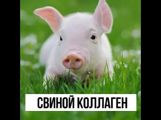 🐽Свиной коллаген. Про составы и запахи