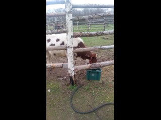 Видео от Гостевой дом ВИзбушке, конный лагерь, эко-ферма