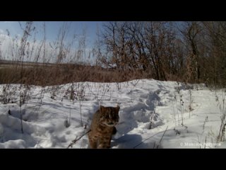 Дикий Амурский лесной кот зовёт самку