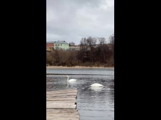 Белые лебеди на озере Каракуль