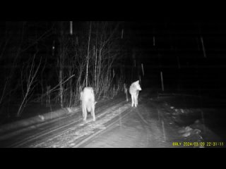 Пара волков попались в фотоловушку национального парка «Зигальга». Сотрудники пояснили, что днём это технологическая дорога, по