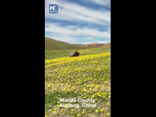 Красивые альпийские луга в Синьцзяне на северо-западе Китая