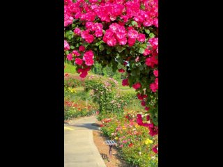Розовый сад на ферме Сензай в префектуре Оито 🌹