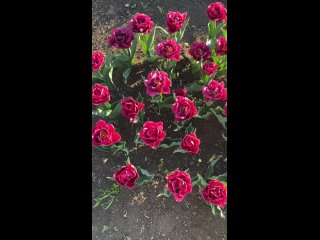Сакура и тюльпаны уже распускаются в дендропарке Тирасполя
