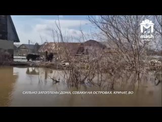 Донецкие волонтёры спасают животных в затопленном Орске