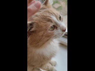 Видео от Добрые руки - помощь бездомным животным г. Уфа