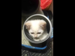 Видео от Британские кошки и котята.Продажа.Покупка.