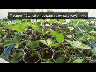 Саженцам клубники 10 дней