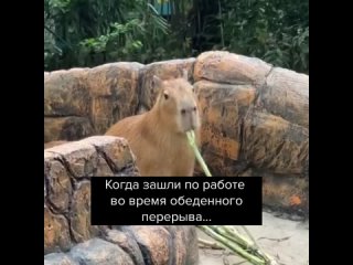 Видео от Системы Главбух