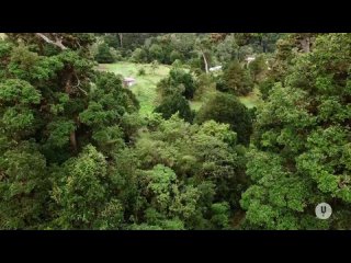 Дикая природа Карибских островов / Wild Caribbean – Rhythms of Life [03 из 03] (2018) HDTV 1080i | P1