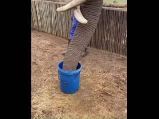 Вы когда-нибудь видели, как именно пьют слоны?