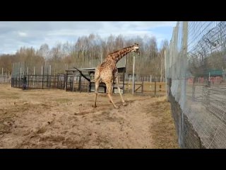 🦒 В центре воспроизводства Московского зоопарка из зимнего вольера выпустили жирафа Глафиру

Мы после работы бежим домой😁.