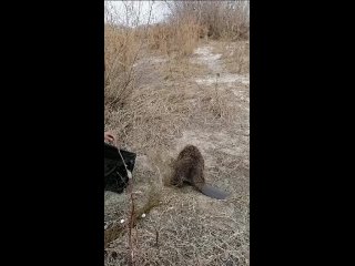 В Буинске бобра, который пробрался в нежилой дом, вернули в естественную среду обитания  Сначала гость не очень-то... (видео)